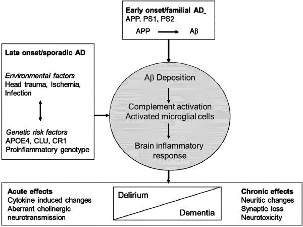 Alzheimer’s disease: pathophysiology.