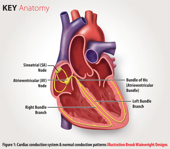  The Cardiac Conduction System.