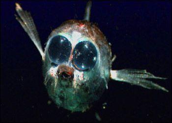 Deep-sea fish.