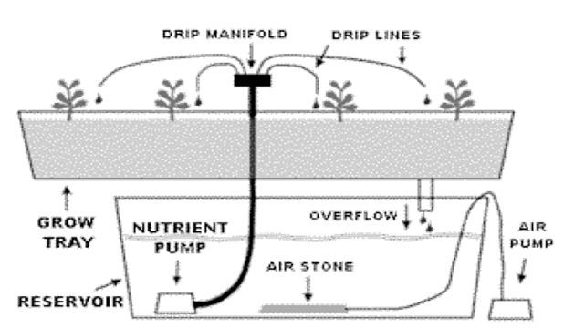 Illustration of a drip-style hydroponic system (Simply Hydro, 2008).
