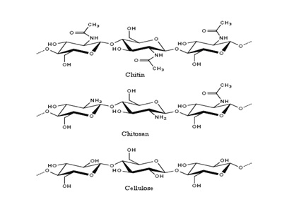 The chemical structures of chitin, Chitosan, and cellulose.