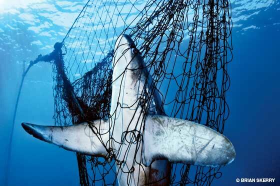 Skerry. A Thresher Shark, Doomed by a Gillnet in Mexico’s Sea of Cortez
