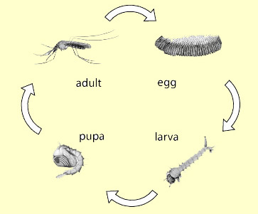 The lifecycle of a mosquito