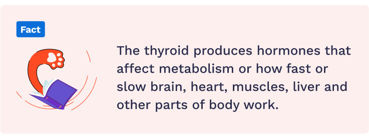 Thyroid hormones fact.