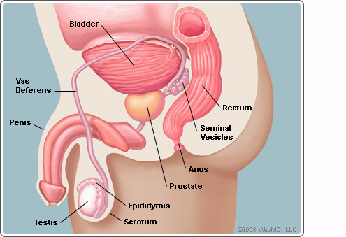 Human Anatomy: The Prostate