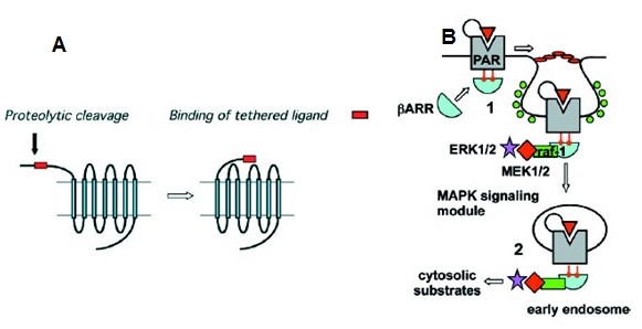 Mechanism of proteolytic action and generation of tetherend ligand