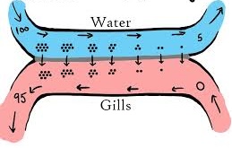 Counter current flow mechanism in the gills