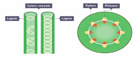 Structure of the xylem