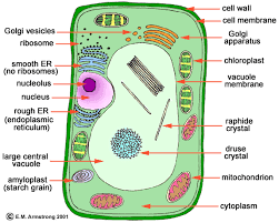 Typical plant cell
