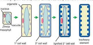 Formation of xylem vessels