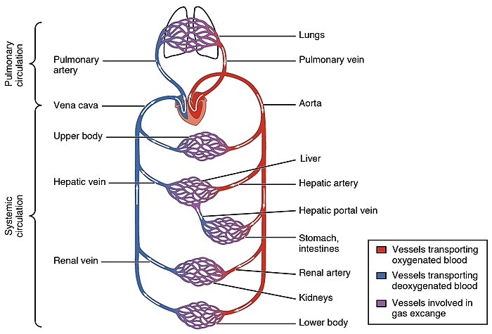 Circulatory systems