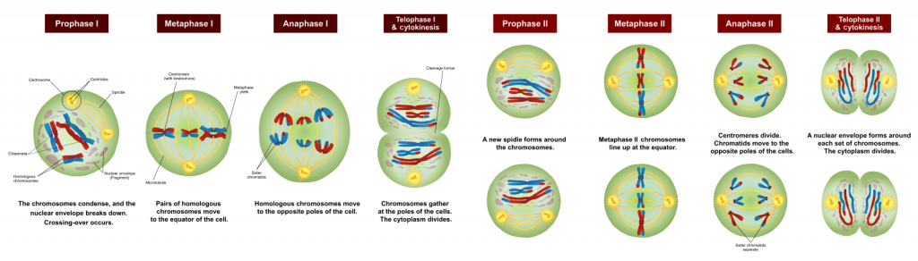 Telophase 1 and Cytokinesis
