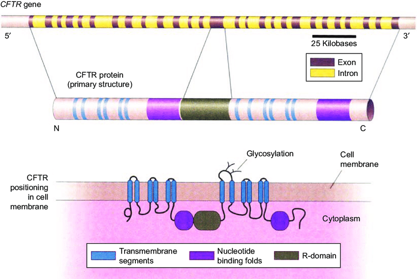 CFTR Positioning in Cell Membrane