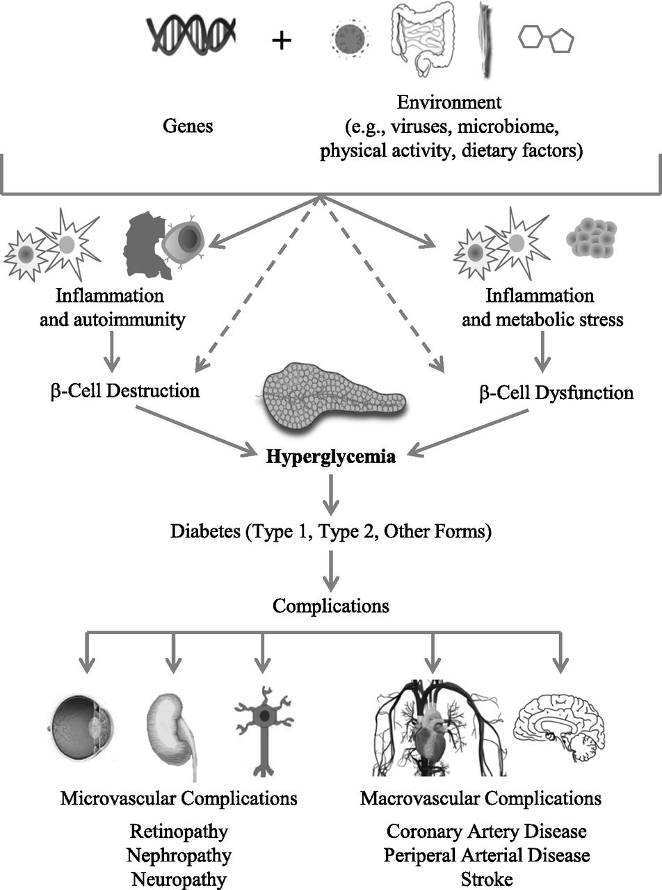 A diagram showing the biological development and progression of diabetes