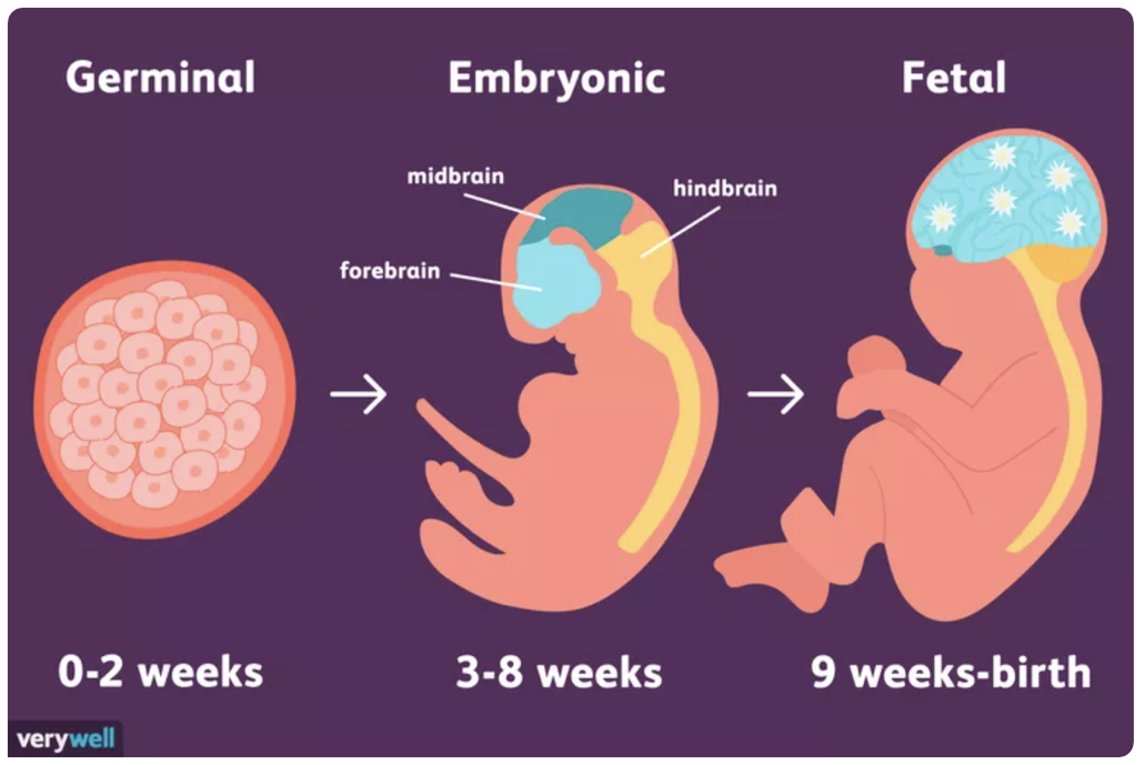 Stages of prenatal development
