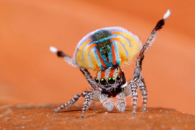 This report will cover the mating rituals and all other aspects of the reproductive cycle of a peacock spider
