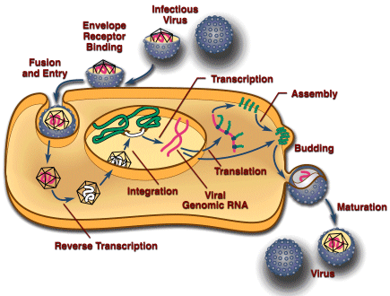 Retroviruses infect cells in the body