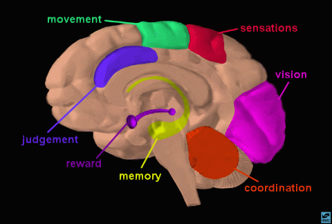 Parts of the brain