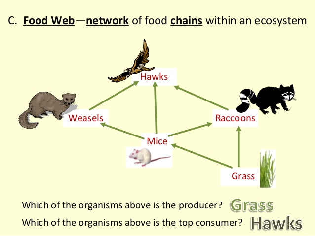 Food Web Figure
