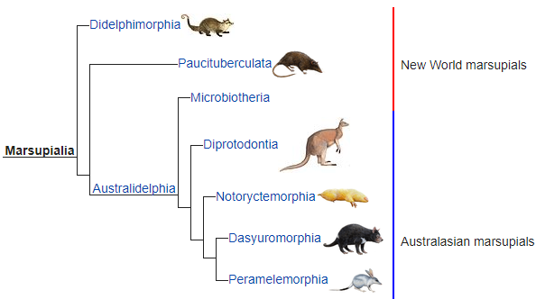 The Evolution of Marsupials | Free Essay Example
