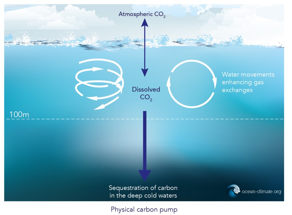 The ocean, a carbon sink