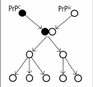 Conversion of a PrPc molecule to PrPsc