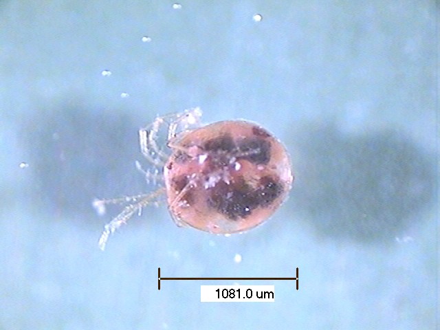 A similar organism of the Trombidiformes order, Arachnids class.