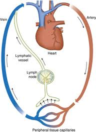 The interrelationship of the circulatory and lymphatic systems