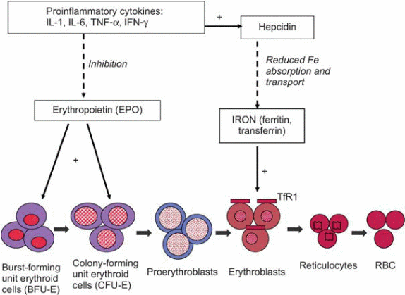 The relation between cytokines and Hepcidin (Source: Lankhorst & Wish 2009, p.21)