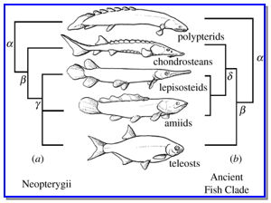 The Actinopterygian Evolution