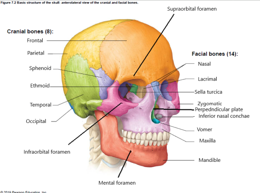 Basic structure of the skull 