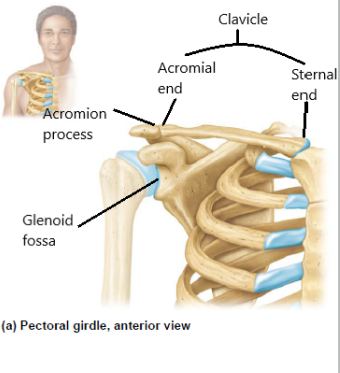 Pectoral girdle, anterior view