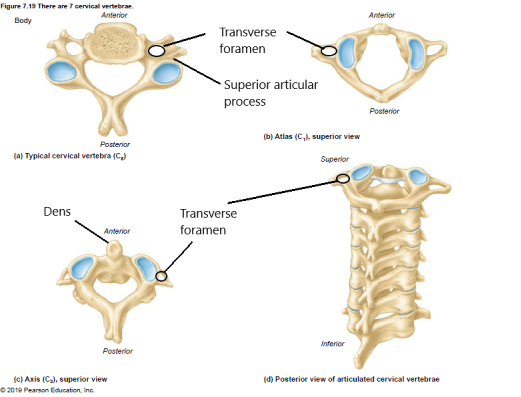 Cervical vertebrae 