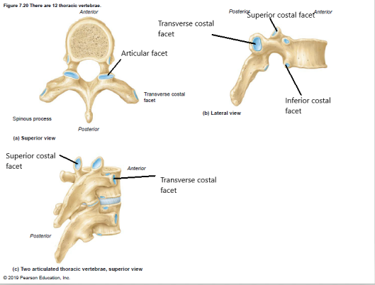 Thoracic  vertebrae 