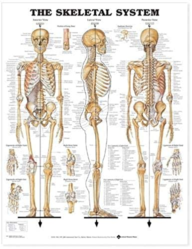 The Anatomy of the Skeletal System