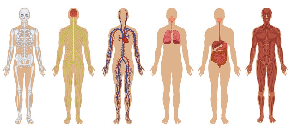 The Organ System’s Location Relative to Other Organ Systems