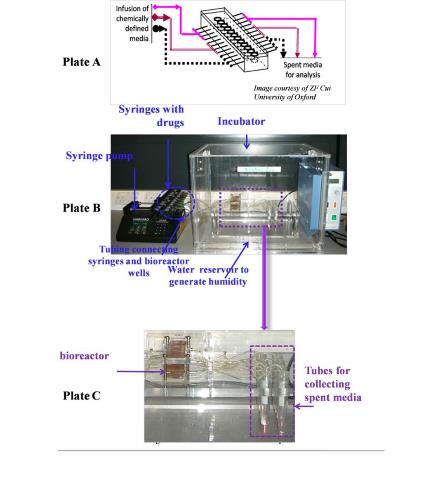 Perfusion bioreactor setup.