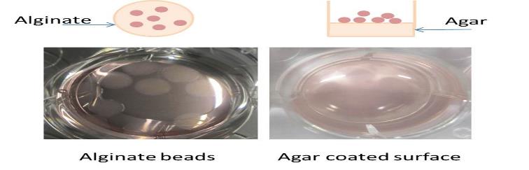 3D cancer culture models based on alginate and agar.