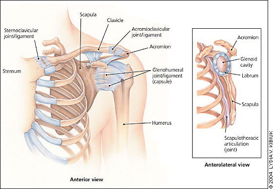 Bony anatomy of the shoulder