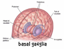  A brain model showing the Basal Ganglia. The cerebrum is the principal area that shows defects in individuals with cerebral palsy 