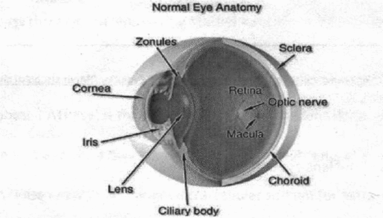The eyeball showing the position of the lens