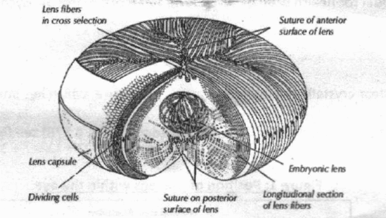 Internal structure of the lens