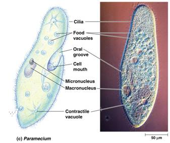 food vacuole and micronucleus