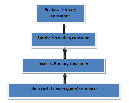 Example of a food chain found in the desert ecosystem