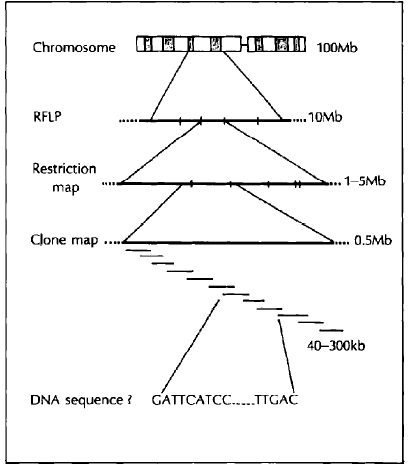 The analysis of human genome Little