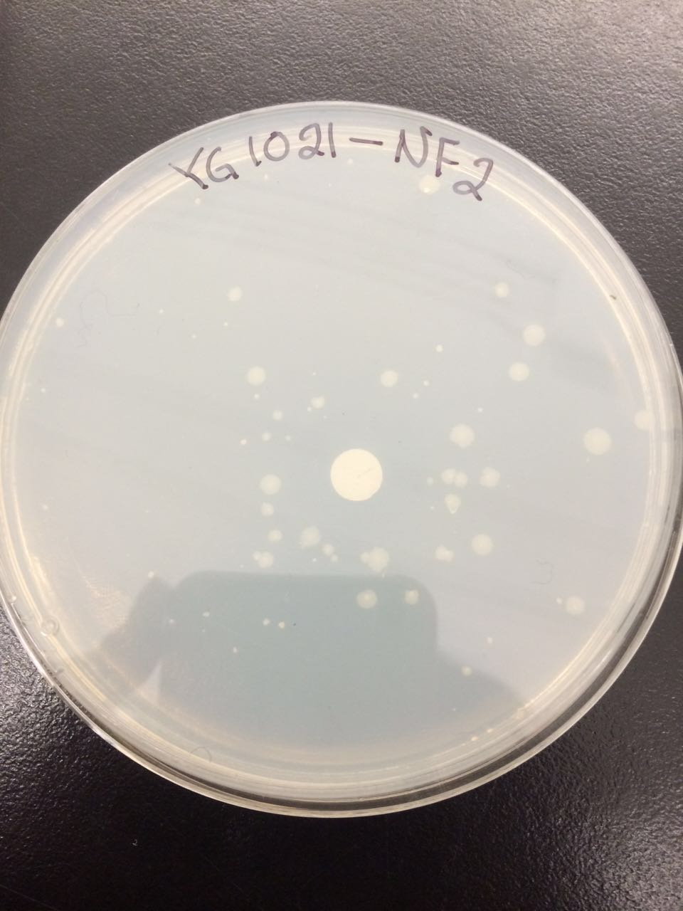 The plate with the Salmonella strain YG 1021 and its reaction with nitrofurazone