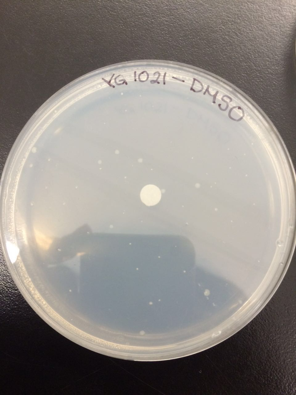 The plate with the Salmonella strain YG 1021 that is required to monitor how many spontaneous mutations can happen in a Salmonella strain without chemical compounds.
