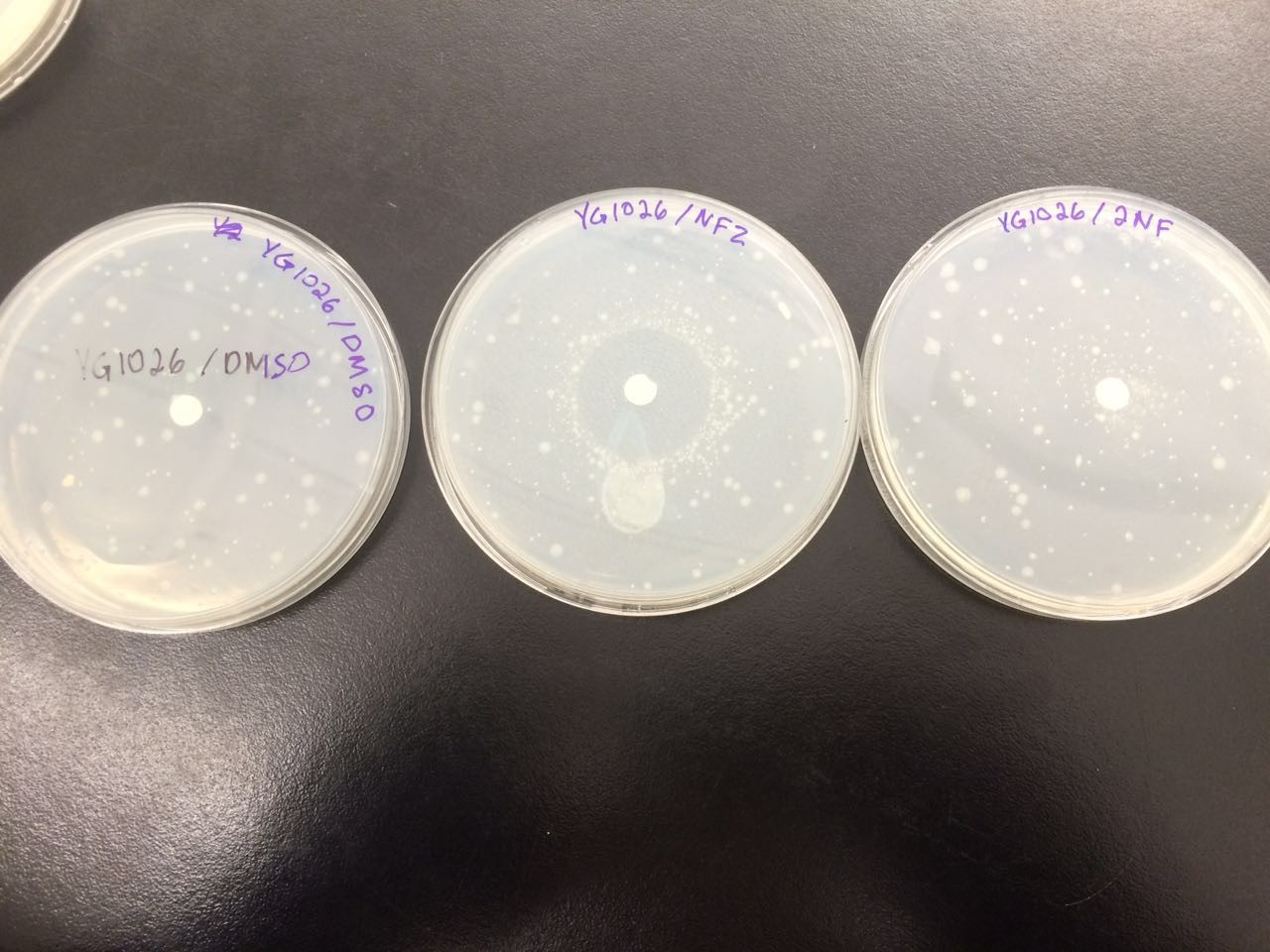 The plates with the Salmonella strain YG 1026.