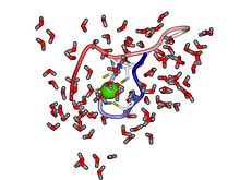 The structural zinc-binding motif in alcohol dehydrogenase from an MD simulation