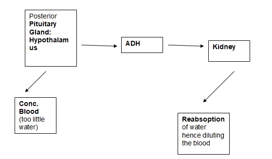 Simple diagram of feedback mechanism for ADH.